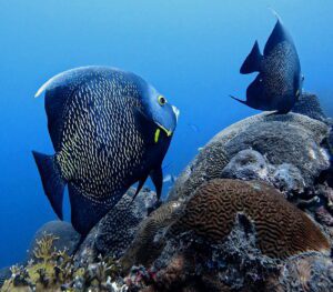 Padi advanced course fish recognation